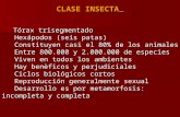Clase Insecta