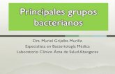 Tema 3 Principales Grupos Bacterianos