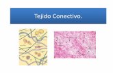 Tejido Conectivo (1).pdf