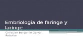 Embriología de faringe y laringe.pptx