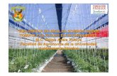 1. Influencia de Mallas Sombra Sobre Tomate Cultivado en Invernadero[1]