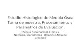 2 HE-Estudio Histológico de Médula Ósea Toma de muestra, Procesamiento y  Parámetros de Evaluación