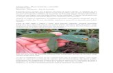 Alimentación - Passiflora Edulis - Maracuya