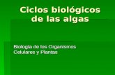 Ciclos Biológicos de Las Algas