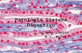 Patología sistema digestivo