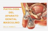 Patología Genital Masculino - Dra. Wendy