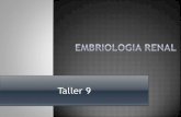 Embriología. Taller #9 Riñon
