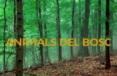 Bits animals del bosc