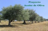 Proyecto Aceite de Oliva
