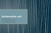 Escherechia coli
