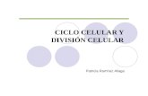 Ciclo Celular Y DivisióN Celular
