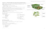 T2. histología funcional de las plantas