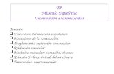 FISIOLOGIA   DE TRANSMICION NEUROMUSCULAR Y ACCIONES DE ENFERMERIA