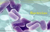 Bacterias definicion-y-clases