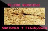 Exposicion tejido nervioso