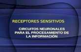 Clase 4 - Receptores Sencitivos - Circuitos Neuronales Para El Procesamiento De La Información