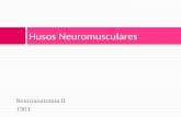 Husos Neuromusculares