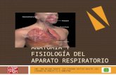 Anatomía y fisiología del aparato respiratorio