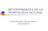 Determinantes de la morfología oclusal