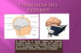 Fisiolgia del cerebro (exposicion)