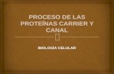 Proceso de las proteínas carrier y canal