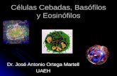 Basofilos   y   Eosinofilos