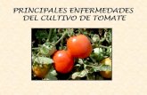 Principales enfermedades de tomate, chile y pepino (Jose A. Bravo Salas)