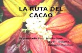 Diapositivas del cacao