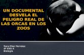 Un documental desvela el peligro real de las orcas en los zoos.