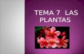 Tema 7. Las plantas