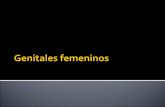 GENITALES FEMENINOS