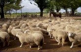 Caracterización de la producción ovina