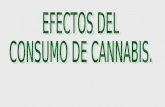 Efectos Del Consumo De Cannabis