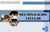 Multiplicación celular