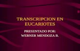 Transcripción en eucariotes