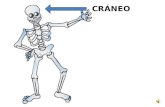 Presentación sistema óseo