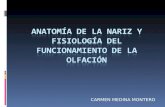 AnatomíA De La Nariz Y FisiologíA Del Funcionamiento Olfatorio