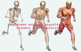 Semiologia medica: Sistema musculo esquelético