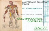 Anatomia de columna Dorsal y Costillas