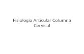 Clase columna cervical