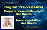 Anatomia Grupo Atlas Clase R. Prevertebral