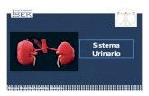 Anatomia Sistema urogenital