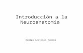 Introducción a la neuroanatomia