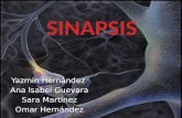 Sinapsis y tipos de sinapsis