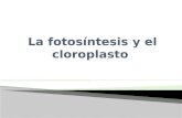 La fotosíntesis y el cloroplasto