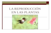 La reproducción sexual en las plantas