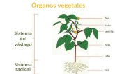 Organos vegetales