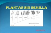 Plantas Sin Semilla
