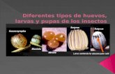 Diferentes tipos de huevos, larvas y pupas de insectos