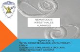 Micro y p._(eq-4)_nematodos_intestinales_en_humanos